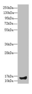 IFT20 Antibody - Western blot All Lanes:IFT20 antibody at 4.68 ug/ml+ Mouse large intestine tissue Secondary Goat polyclonal to rabbit IgG at 1/10000 dilution Predicted band size: 16,19,13 kDa Observed band size: 15 kDa