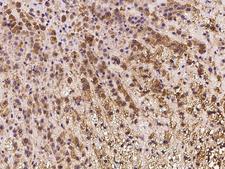 IFT20 Antibody - Immunochemical staining of human IFT20 in human adrenal gland with rabbit polyclonal antibody at 1:100 dilution, formalin-fixed paraffin embedded sections.