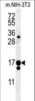 IFT43 / C14orf179 Antibody - C14orf179 Antibody western blot of mouse NIH-3T3 cell line lysates (35 ug/lane). The C14orf179 antibody detected the C14orf179 protein (arrow).