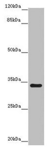IFT46 Antibody - Western blot All Lanes: IFT46 antibody at 8 ug/ml+ Mouse skeletal muscle tissue Secondary Goat polyclonal to rabbit IgG at 1/10000 dilution Predicted band size: 35,41 kDa Observed band size: 34 kDa