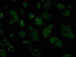 IFT57 / HIPPI Antibody - Immunofluorescent staining of HepG2 cells using anti-IFT57 mouse monoclonal antibody.