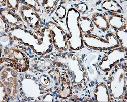IFT57 / HIPPI Antibody - IHC of paraffin-embedded Kidney tissue using anti-IFT57 mouse monoclonal antibody. (Dilution 1:50).
