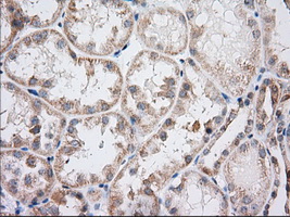 IFT57 / HIPPI Antibody - IHC of paraffin-embedded Human Kidney tissue using anti-IFT57 mouse monoclonal antibody. (Dilution 1:50).