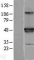 IFT57 / HIPPI Protein - Western validation with an anti-DDK antibody * L: Control HEK293 lysate R: Over-expression lysate