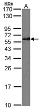 IFT74 / CCDC2 Antibody - Sample (30 ug of whole cell lysate). A: Raji. 12% SDS PAGE. IFT74 / CCDC2 antibody diluted at 1:500