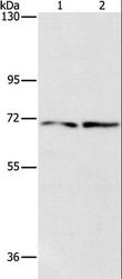 IFT74 / CCDC2 Antibody - Western blot analysis of HepG2 and 293T cell, using IFT74 Polyclonal Antibody at dilution of 1:1400.