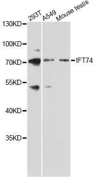 IFT74 / CCDC2 Antibody - Western blot analysis of extracts of various cell lines, using IFT74 antibody at 1:3000 dilution. The secondary antibody used was an HRP Goat Anti-Rabbit IgG (H+L) at 1:10000 dilution. Lysates were loaded 25ug per lane and 3% nonfat dry milk in TBST was used for blocking. An ECL Kit was used for detection and the exposure time was 30s.