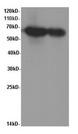 IgA Antibody - Western Blot analysis of HepG2 cells and Mouse kidney using IgA Polyclonal Antibody at dilution of 1:600.