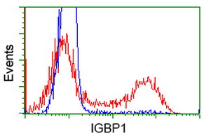IGBP1 Antibody - HEK293T cells transfected with either overexpress plasmid (Red) or empty vector control plasmid (Blue) were immunostained by anti-IGBP1 antibody, and then analyzed by flow cytometry.
