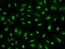 IGDCC4 / NOPE Antibody - Immunofluorescence staining of IGDCC4 in A549 cells. Cells were fixed with 4% PFA, permeabilzed with 0.1% Triton X-100 in PBS, blocked with 10% serum, and incubated with rabbit anti-Human IGDCC4 polyclonal antibody (dilution ratio 1:200) at 4°C overnight. Then cells were stained with the Alexa Fluor 488-conjugated Goat Anti-rabbit IgG secondary antibody (green). Positive staining was localized to Nucleus.