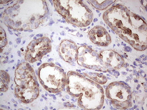 IGF1 Antibody - Immunohistochemical staining of paraffin-embedded Human Kidney tissue within the normal limits using anti-IGF1 mouse monoclonal antibody. (Heat-induced epitope retrieval by 1 mM EDTA in 10mM Tris, pH8.5, 120C for 3min,
