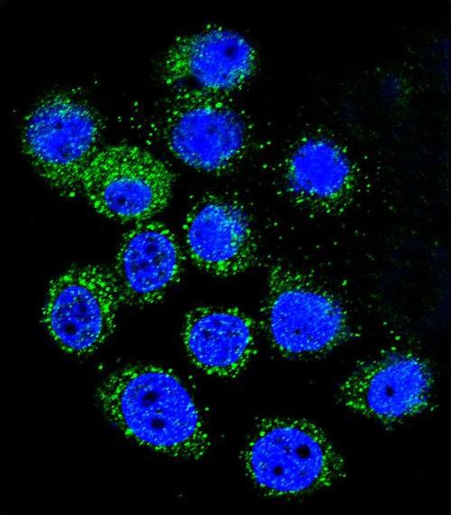 IGF1 Antibody - Confocal immunofluorescence of IGF1 Antibody with A549 cell followed by Alexa Fluor 488-conjugated goat anti-rabbit lgG (green). DAPI was used to stain the cell nuclear (blue).