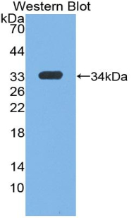 IGF1 Antibody - Western blot of recombinant IGF-I / IGF1.  This image was taken for the unconjugated form of this product. Other forms have not been tested.