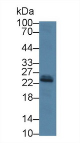 IGF1 Antibody - Western Blot; Sample: Mouse Liver lysate; ;Primary Ab: 3µg/mL Rabbit Anti-Human IGF1 Ab;Second Ab: 0.2µg/mL HRP-Linked Caprine Anti-Rabbit IgG Polyclonal Antibody;