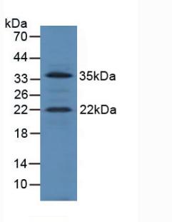 IGF1 Antibody - Western Blot; Sample: Mouse Heart Tissue.