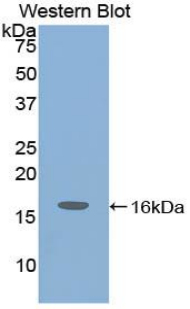 IGF1 Antibody - Western blot of recombinant IGF-I / IGF1.