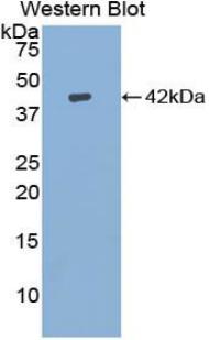 IGF1 Antibody - Western blot of recombinant IGF-I / IGF1.