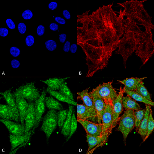 IGF1 Antibody - Immunocytochemistry/Immunofluorescence analysis using Rabbit Anti-IGF-1 Polyclonal Antibody. Tissue: Colon carcinoma cell line (RKO). Species: Human. Fixation: 4% Formaldehyde for 15 min at RT. Primary Antibody: Rabbit Anti-IGF-1 Polyclonal Antibody  at 1:100 for 60 min at RT. Secondary Antibody: Goat Anti-Rabbit ATTO 488 at 1:100 for 60 min at RT. Counterstain: Phalloidin Texas Red F-Actin stain; DAPI (blue) nuclear stain at 1:1000, 1:5000 for 60 min at RT, 5 min at RT. Localization: Cytoplasm. Magnification: 60X. (A) DAPI nuclear stain. (B) Phalloidin Texas Red F-Actin stain. (C) IGF-1 Antibody. (D) Composite.