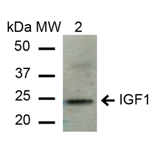 IGF1 Antibody - Western blot analysis of Mouse Liver cell lysates showing detection of ~21.8 kDa IGF-1 protein using Rabbit Anti-IGF-1 Polyclonal Antibody. Lane 1: Molecular Weight Ladder (MW). Lane 2: Mouse Liver cell lysates. Load: 15 µg. Block: 5% Skim Milk in 1X TBST. Primary Antibody: Rabbit Anti-IGF-1 Polyclonal Antibody  at 1:1000 for 2 hours at RT. Secondary Antibody: Goat Anti-Rabbit IgG: HRP at 1:2000 for 60 min at RT. Color Development: ECL solution for 6 min in RT. Predicted/Observed Size: ~21.8 kDa.