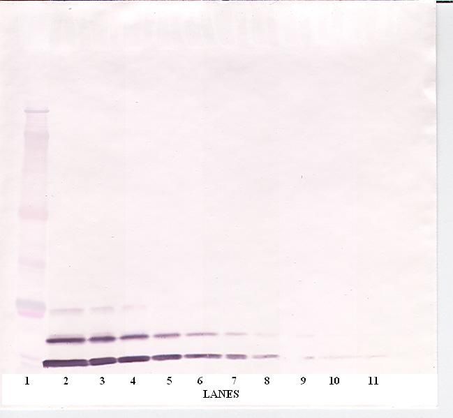IGF1 Antibody - Western Blot (non-reducing) of IGF-I / IGF1 antibody. This image was taken for the unconjugated form of this product. Other forms have not been tested.