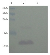 IGF1 Antibody - Immunodetection Analysis: Representative blot from a previous lot. Lane 1, protein marker; Lane 2, recombinant protein IGF-1; Lane 3, 3T3-L-1 lysate. The membrane blot was probed with anti-IGF-1 primary antibody (1µg/ ml). Proteins were visualized using a goat anti-mouse secondary antibody conjugated to HRP and chemiluminescence detection system.