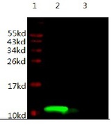 IGF1 Antibody - Immunodetection Analysis: Representative blot from a previous lot. Lane 1, protein marker; Lane 2, recombinant protein IGF-1; Lane 3, SP2/0 lysate. The blot was probed with anti-IGF-1primary antibody (1:1,000). Proteins were visualized using a Donkey anti-mouse secondary antibody conjugated to IRDye 800CW detection system.