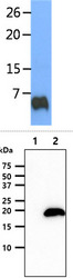IGF1 Antibody - The human IGF1 recombinant protein (12.5ng) was resolved by SDS-PAGE, transferred to PVDF membrane and probed with anti-human IGF1 antibody (1:1000). Proteins were visualized using a goat anti-mouse secondary antibody conjugated to HRP and an ECL detection system. The cell lysates (40ug) were resolved by SDS-PAGE, transferred to PVDF membrane and probed with anti-human IGF1 antibody (1:1000). Proteins were visualized using a goat anti-mouse secondary antibody conjugated to HRP and an ECL detection system. Lane 1.: 293T cell lysate Lane 2.: IGF1 transfected 293T cell lysate