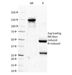 IGF1 Antibody - SDS-PAGE Analysis of Purified, BSA-Free IGF1 Antibody (clone M23). Confirmation of Integrity and Purity of the Antibody.