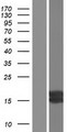 IGF1 Protein - Western validation with an anti-DDK antibody * L: Control HEK293 lysate R: Over-expression lysate