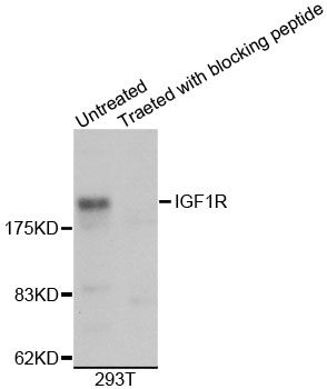 IGF1R / IGF1 Receptor Antibody - Western blot analysis of extracts of 293T cells, using IGF1R antibody. The secondary antibody used was an HRP Goat Anti-Rabbit IgG (H+L) at 1:10000 dilution. Lysates were loaded 25ug per lane and 3% nonfat dry milk in TBST was used for blocking.