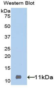 IGF2 Antibody - Western blot of recombinant IGF-II / IGF2.  This image was taken for the unconjugated form of this product. Other forms have not been tested.