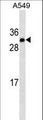 IGF2 Antibody - IGF2 Antibody western blot of A549 cell line lysates (35 ug/lane). The IGF2 antibody detected the IGF2 protein (arrow).