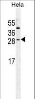 IGF2 Antibody - IGF2 Antibody (Center R54) western blot of HeLa cell line lysates (35 ug/lane). The IGF2 antibody detected the IGF2 protein (arrow).