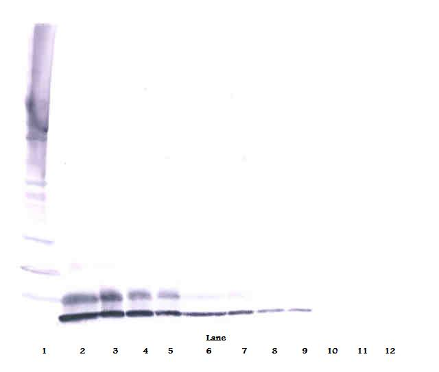 IGF2 Antibody - Biotinylated Anti-Human IGF-II Western Blot Reduced