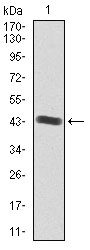 IGF2 Antibody - Western blot using IGF2 monoclonal antibody against human IGF2 recombinant protein. (Expected MW is 43.1 kDa)