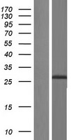 IGF2 Protein - Western validation with an anti-DDK antibody * L: Control HEK293 lysate R: Over-expression lysate