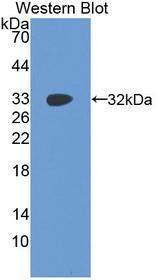 IGF2BP2 Antibody - Western Blot; Sample: Recombinant protein.
