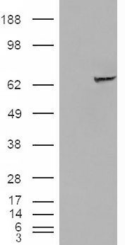 IGF2BP2 Antibody - HEK293 overexpressing IGF2BP2 (RC205673) and probed with (mock transfection in first lane).