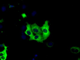 IGF2BP2 Antibody - Anti-IGF2BP2 mouse monoclonal antibody  immunofluorescent staining of COS7 cells transiently transfected by pCMV6-ENTRY IGF2BP2.