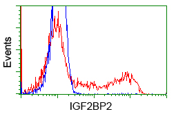 IGF2BP2 Antibody - HEK293T cells transfected with either overexpress plasmid (Red) or empty vector control plasmid (Blue) were immunostained by anti-IGF2BP2 antibody, and then analyzed by flow cytometry.