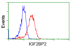IGF2BP2 Antibody - Flow cytometric Analysis of Jurkat cells, using anti-IGF2BP2 antibody, (Red), compared to a nonspecific negative control antibody, (Blue).