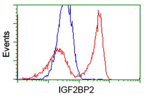 IGF2BP2 Antibody - HEK293T cells transfected with either overexpress plasmid (Red) or empty vector control plasmid (Blue) were immunostained by anti-IGF2BP2 antibody, and then analyzed by flow cytometry.