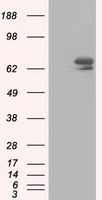 IGF2BP2 Antibody - HEK293T cells were transfected with the pCMV6-ENTRY control (Left lane) or pCMV6-ENTRY IGF2BP2 (Right lane) cDNA for 48 hrs and lysed. Equivalent amounts of cell lysates (5 ug per lane) were separated by SDS-PAGE and immunoblotted with anti-IGF2BP2.