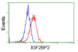 IGF2BP2 Antibody - Flow cytometric Analysis of Hela cells, using anti-IGF2BP2 antibody, (Red), compared to a nonspecific negative control antibody, (Blue).