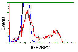 IGF2BP2 Antibody - HEK293T cells transfected with eitheroverexpress plasmid(Red) or empty vector control plasmid(Blue) were immunostained by anti-IGF2BP2 antibody, and then analyzed by flow cytometry.