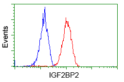 IGF2BP2 Antibody - Flow cytometric Analysis of Hela cells, using anti-IGF2BP2 antibody. (Red), compared to a nonspecific negative control antibody. (Blue).