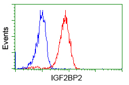 IGF2BP2 Antibody - Flow cytometric Analysis of Jurkat cells, using anti-IGF2BP2 antibody. (Red), compared to a nonspecific negative control antibody. (Blue).
