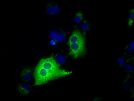 IGF2BP2 Antibody - Anti-IGF2BP2 mouse monoclonal antibody  immunofluorescent staining of COS7 cells transiently transfected by pCMV6-ENTRY IGF2BP2.
