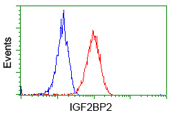 IGF2BP2 Antibody - Flow cytometric Analysis of Hela cells, using anti-IGF2BP2 antibody, (Red), compared to a nonspecific negative control antibody, (Blue).