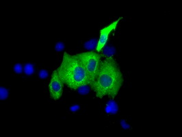 IGF2BP2 Antibody - Anti-IGF2BP2 mouse monoclonal antibody immunofluorescent staining of COS7 cells transiently transfected by pCMV6-ENTRY IGF2BP2.